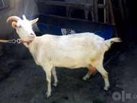 Ziege, Saanen goat — Foto 1