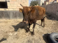 母牛, Cattle — 照片 1