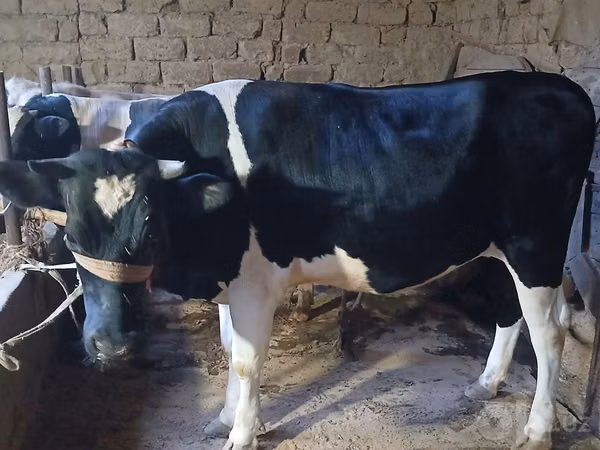 Букачар, Кара-ак түстүү сиыр — Өзбекстан