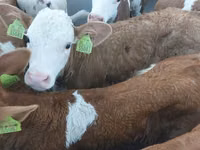 Bulle, Simmental cattle — Foto 1