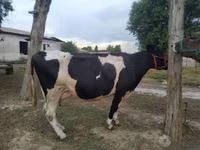 गाय, Russian Black pied cattle — फ़ोटो 1