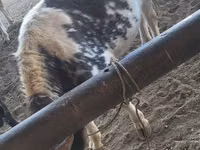 كبش, الأغنام — الصورة 1