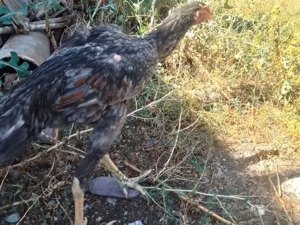 Chickens — Kirgisistan