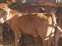 Cattle (batch, sex not specified), Cattle — photo 5