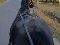 فرس, Nonius horse — الصورة 2