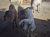 Ziege, Saanen goat — Foto 3