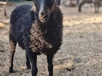 Schaf, Racka sheep — Foto 1