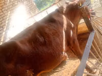 公牛, Cattle — 照片 3