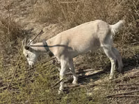 母山羊, Goats — 照片 5