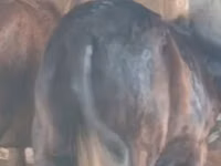 公马, Kazakh horse — 照片 3