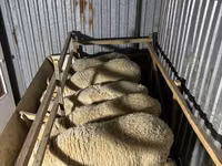Ram, Sheep — photo 1
