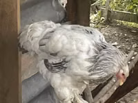 Brahma — Foto 2