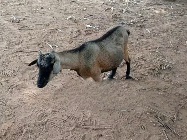 山羊（批次，未指定性别）, Goats