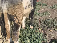公牛, Belgian Blue — 照片 5
