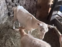 Goat, Saanen goat — photo 1