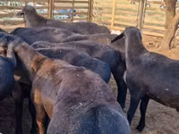 كبش, Hissar sheep — الصورة 5