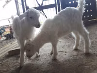 Cabras (lote, sexo no especificado), Saanen goat — foto 2