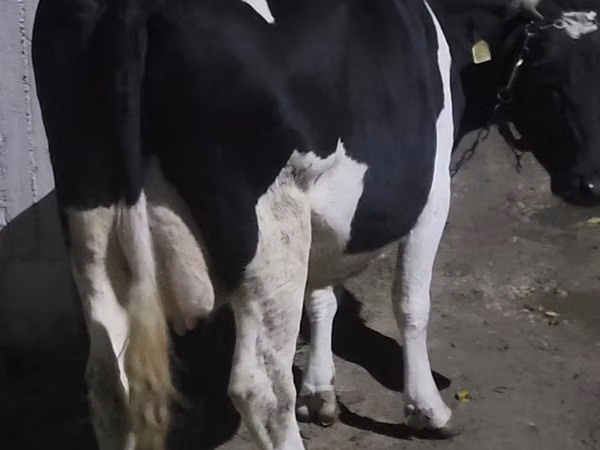 Kuh, Holstein-Rasse