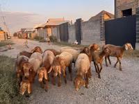 भेड़, Edilbay sheep — फ़ोटो 5