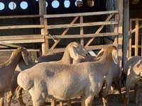Schaf, Arashan sheep — Foto 1