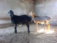Widder, Arashan sheep — Foto 3