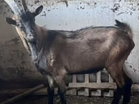 Ziegenbock, Oberhasli goats — Foto 1