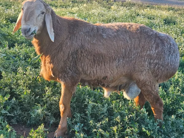 Widder, Arashan sheep