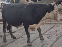 Buqa, Simmental cattle — 3-rasm