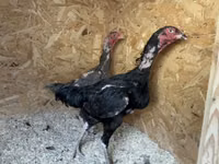Chickens — Foto 7