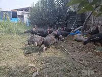 Turkeys — Foto 3