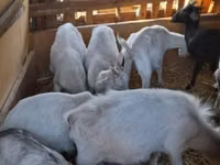 Ziegenbock, Ziegen — Foto 4