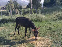 公马, Horses — 照片 2