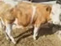 Kuh, Simmental cattle — Foto 7
