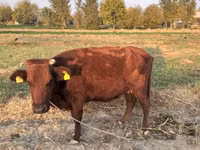 Vaca, Ganado vacuno — foto 3