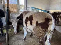 Toro, Simmental cattle — foto 1