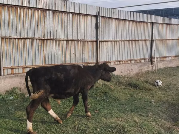 公牛, Aberdeen-Angus — 吉尔吉斯斯坦