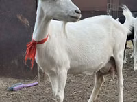 Cabra, Saanen goat — foto 1