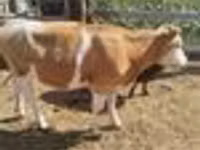 Kuh, Simmental cattle — Foto 6