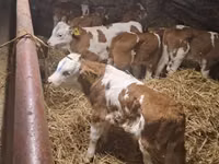 Rinder (Partie, Geschlecht nicht angegeben), Simmental cattle — Foto 1