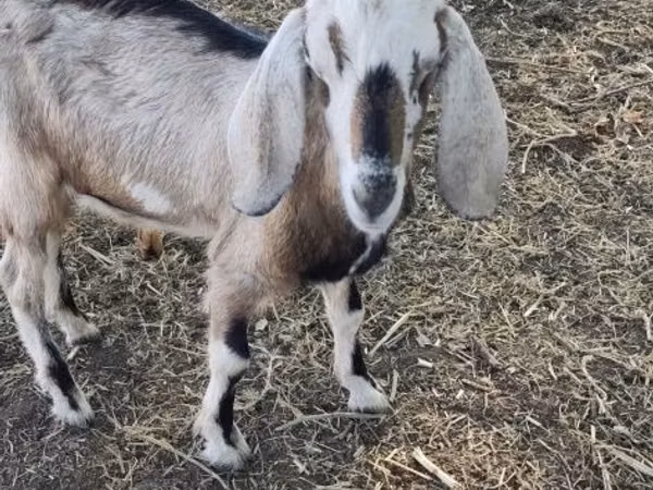 Ziege, Nubian Goat