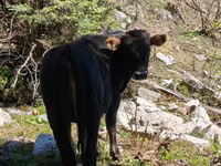 Toro, Aberdeen-Angus — foto 3