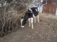 公牛, Russian Black pied cattle — 照片 3