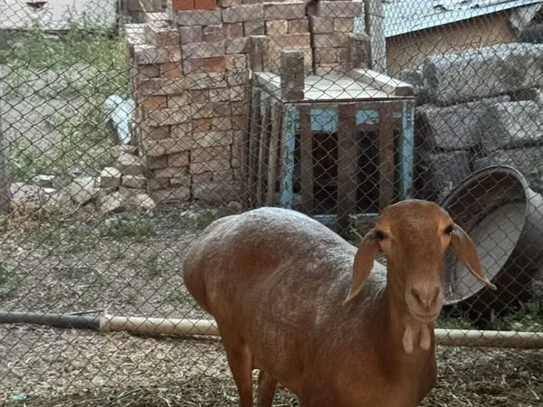 Schaf, Arashan sheep — Kirgisistan