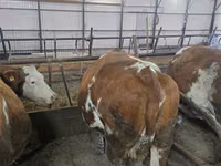 Sigir, Simmental cattle — 5-rasm
