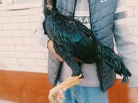 Chickens — الصورة 2
