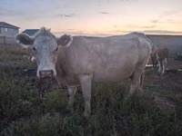Bulle, Latvian Blue cattle — Foto 2