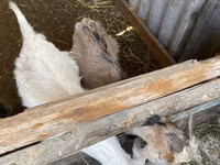 Goat, Goats — photo 3