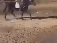 Ат, Унгар полукровка — сүрөт 8