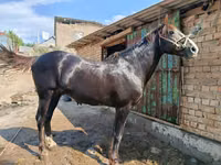 Айғыр, Kyrgyz Horse — 7-сурет