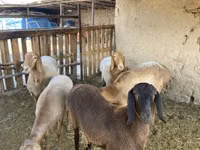 Widder, Arashan sheep — Foto 1